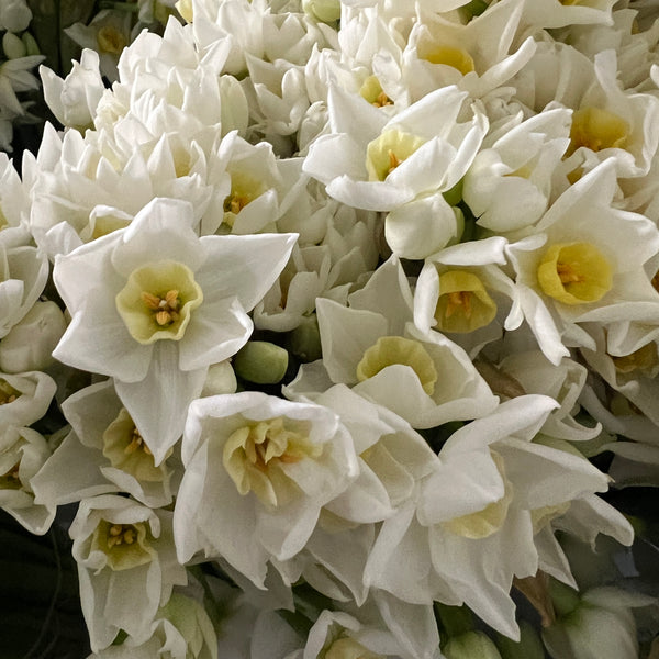 Narcissi Isle of Scilly - Scilly White bundle of 100 stems   40-42cm