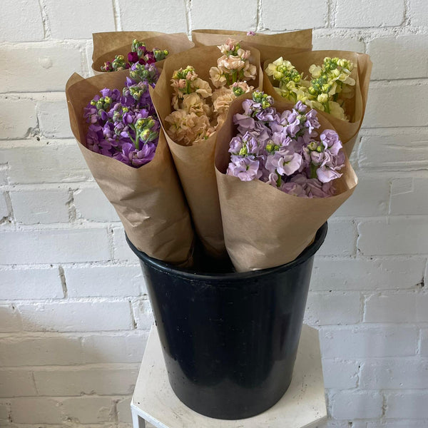 FARM SHOP Scented stocks 6 bunches x 5 Stems