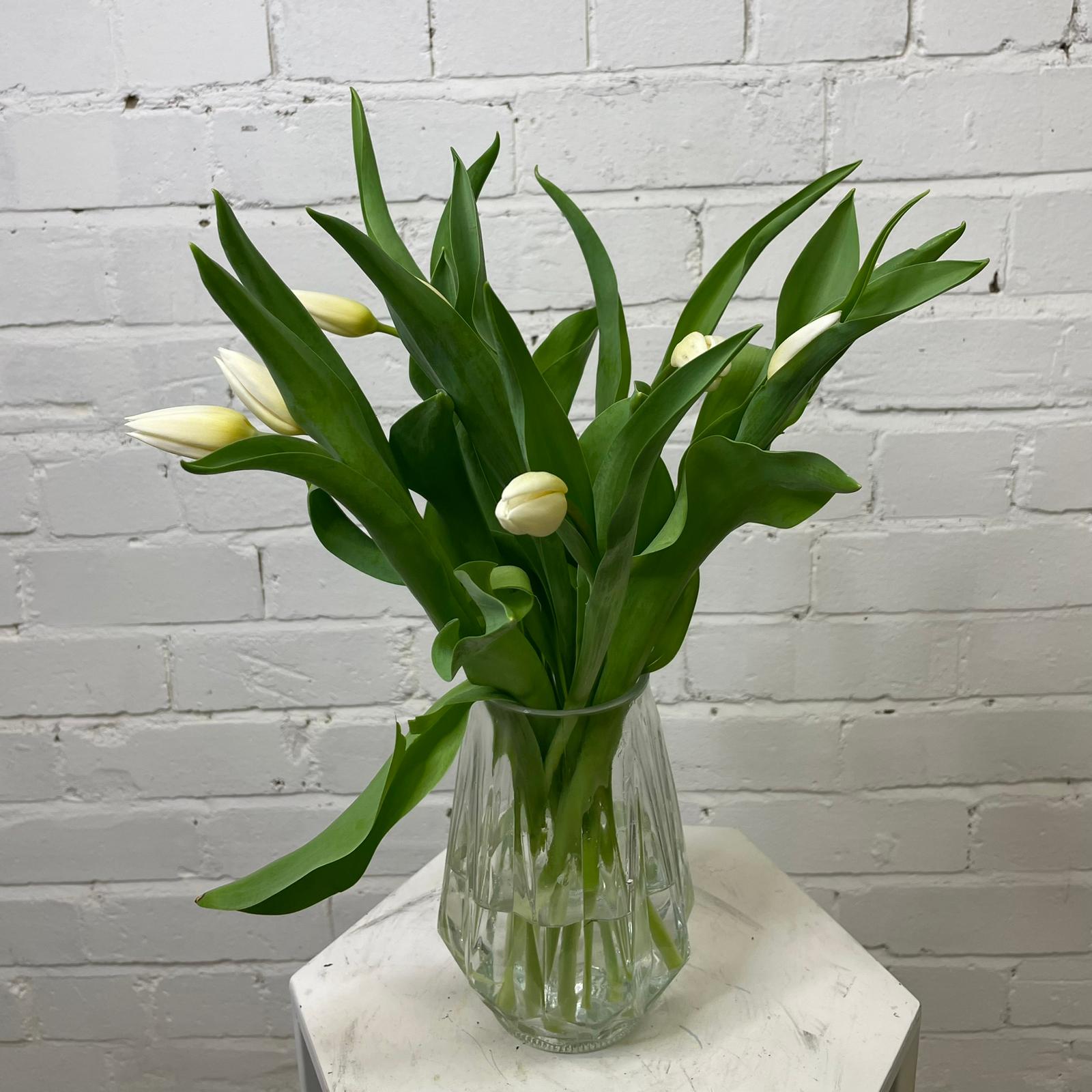 Tulip - Single White 8 stems