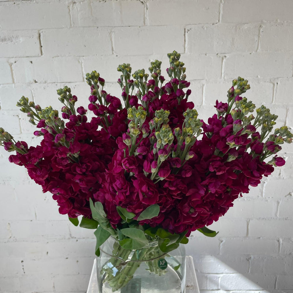 Scented Stocks-Standard Grade-20 stems-RED (69p)