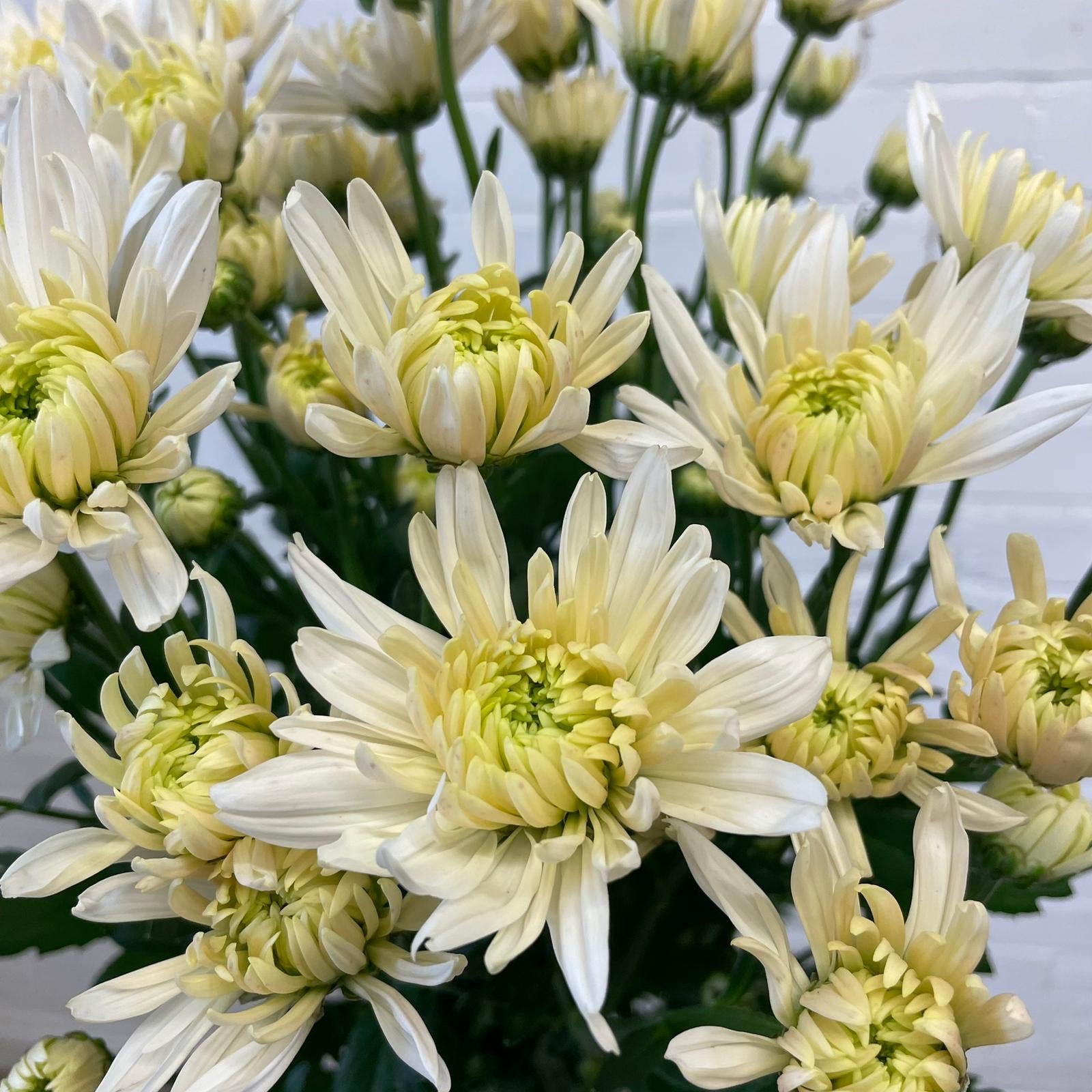Chrysanthemum Baltica White x 10 stems