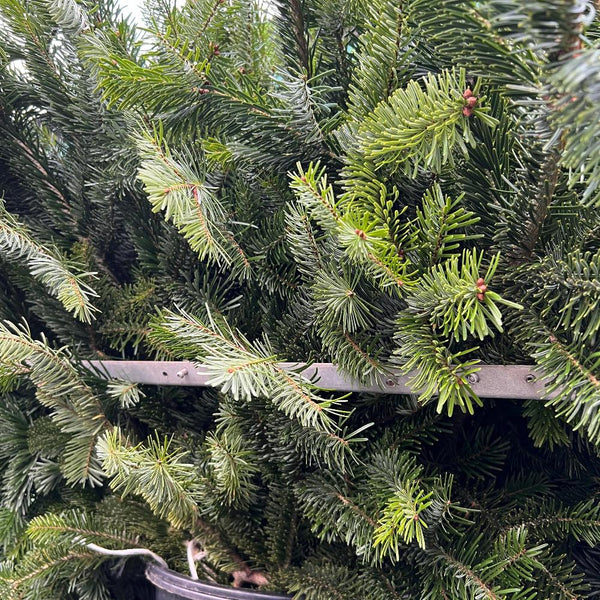 buy sustainable pine