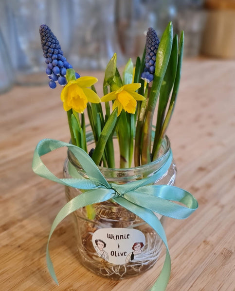 daffodil min bulbs online