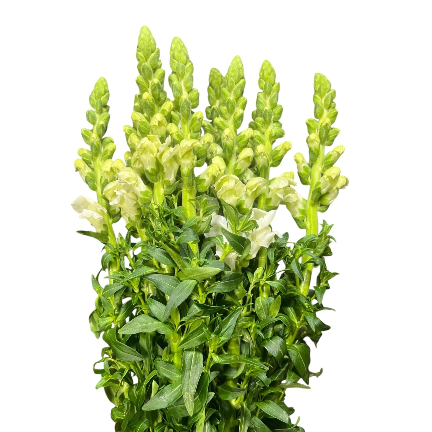 IMPORT Antirrhinum -White -10 stems