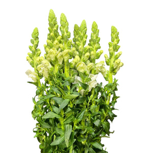 IMPORT Antirrhinum -White -10 stems