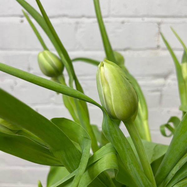 Tulip - Double White 8 stems