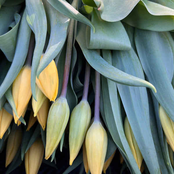Yellow Strong Gold tulips on the bulb, arranged upright with visible roots and bulbs, highlighting their fresh, sustainable presentation and vibrant colour.