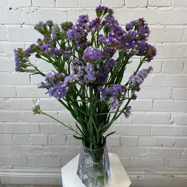 Statice sinuatum - Purple - Bunch of 10 stems (48p)
