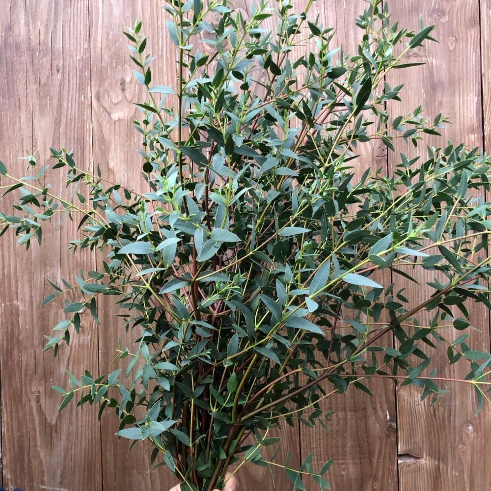 FOLIAGE Cornish MIXED BOX Pitto/E. Parvi 20 bunches British Flowers