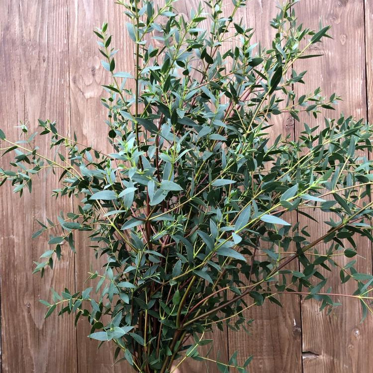 eucalyptus online UK