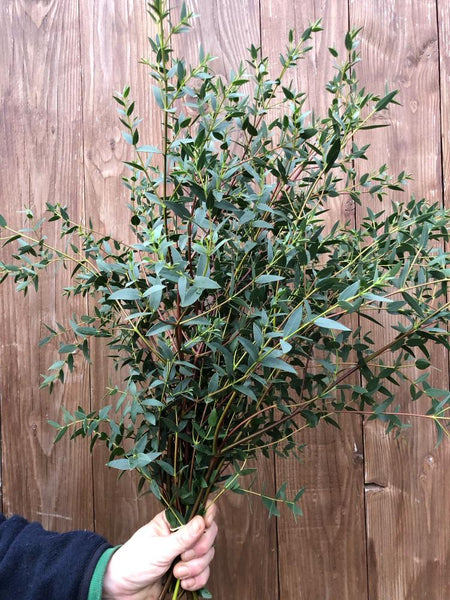 eucalyptus online UK