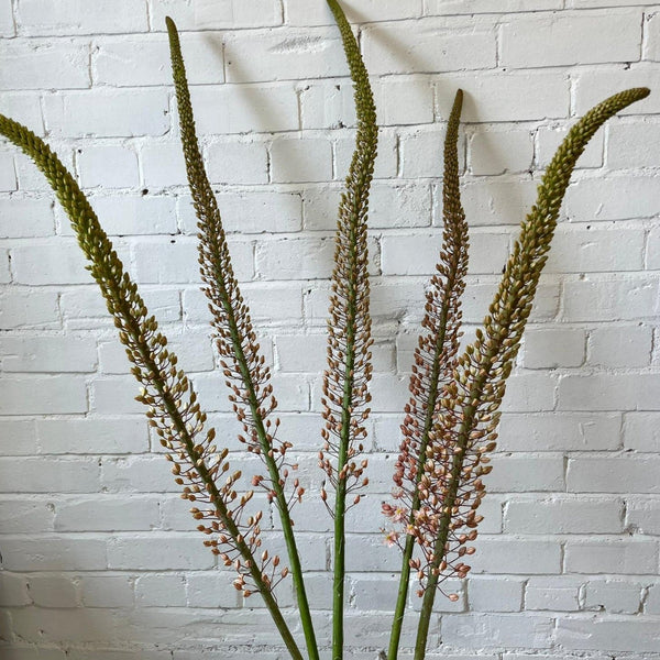 Eremurus PREMIUM - Foxtail - 5 stems