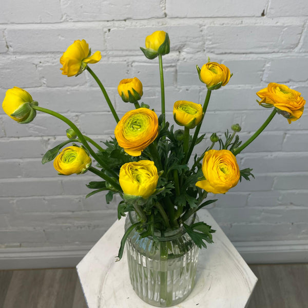 Ranunculus - AUTUMN 45cm x 10 stems - YELLOW GOLD tones