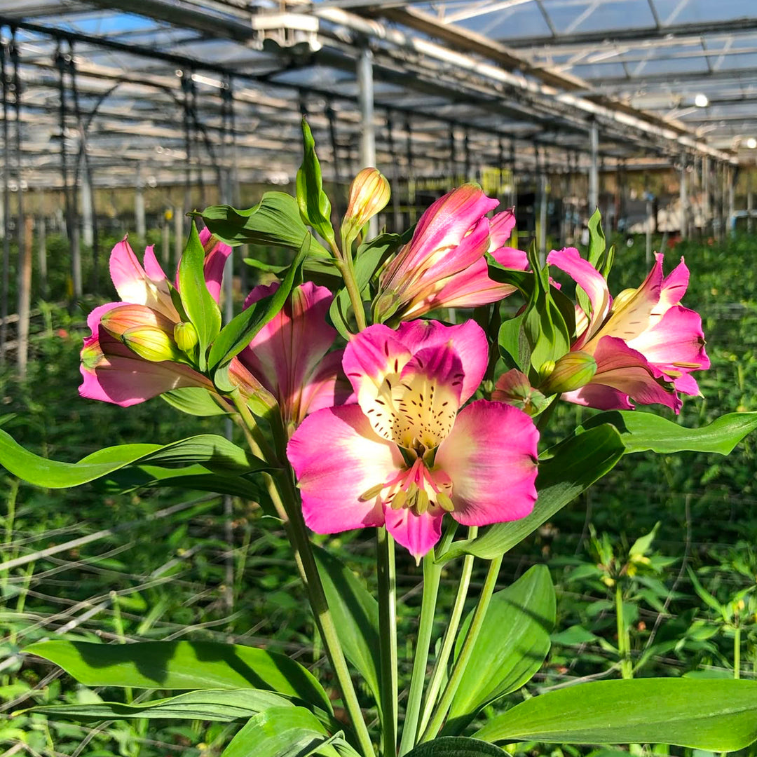 Alstromeria Cornish Stem Grade 10 Stems - Lilac
