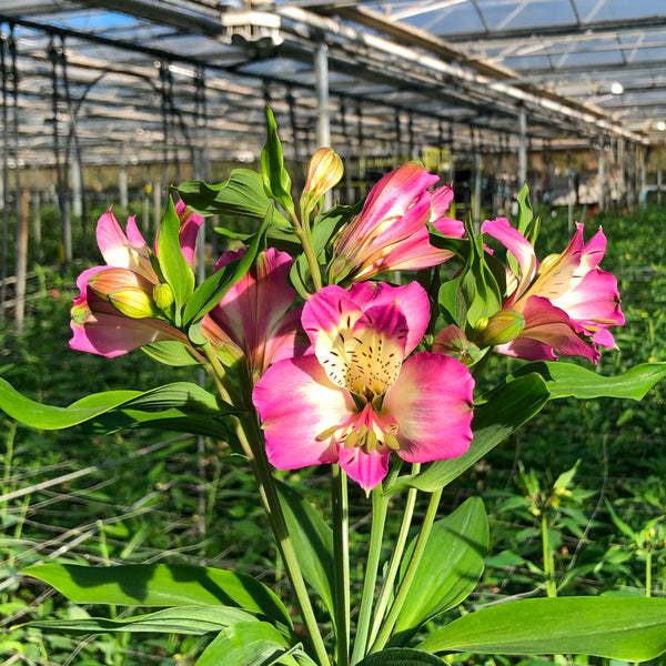 Alstromeria Cornish Stem Grade 10 Stems - Lilac