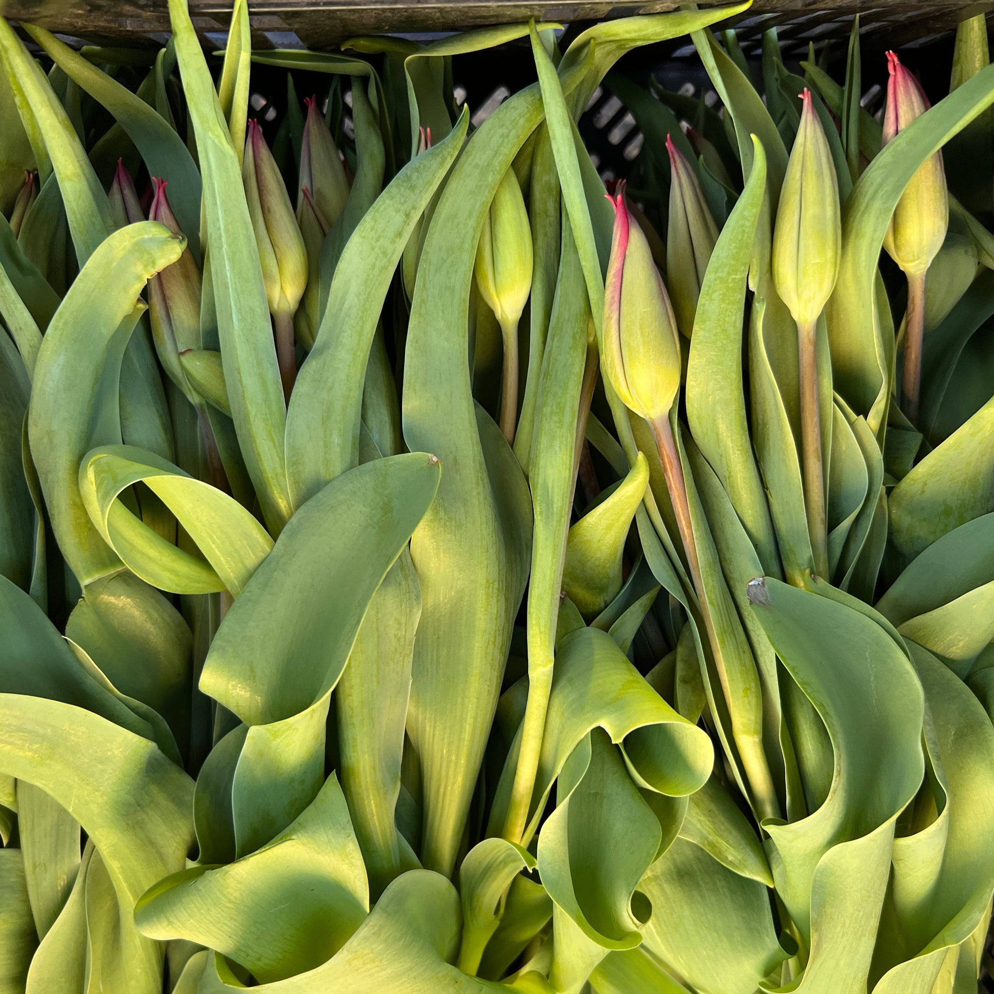 Tulip - Single Red 8 stems