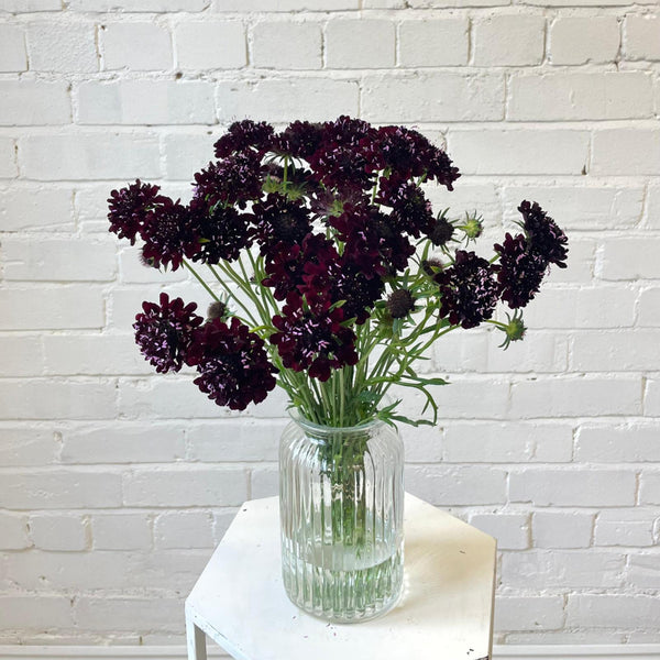10 black scabious goth flowers