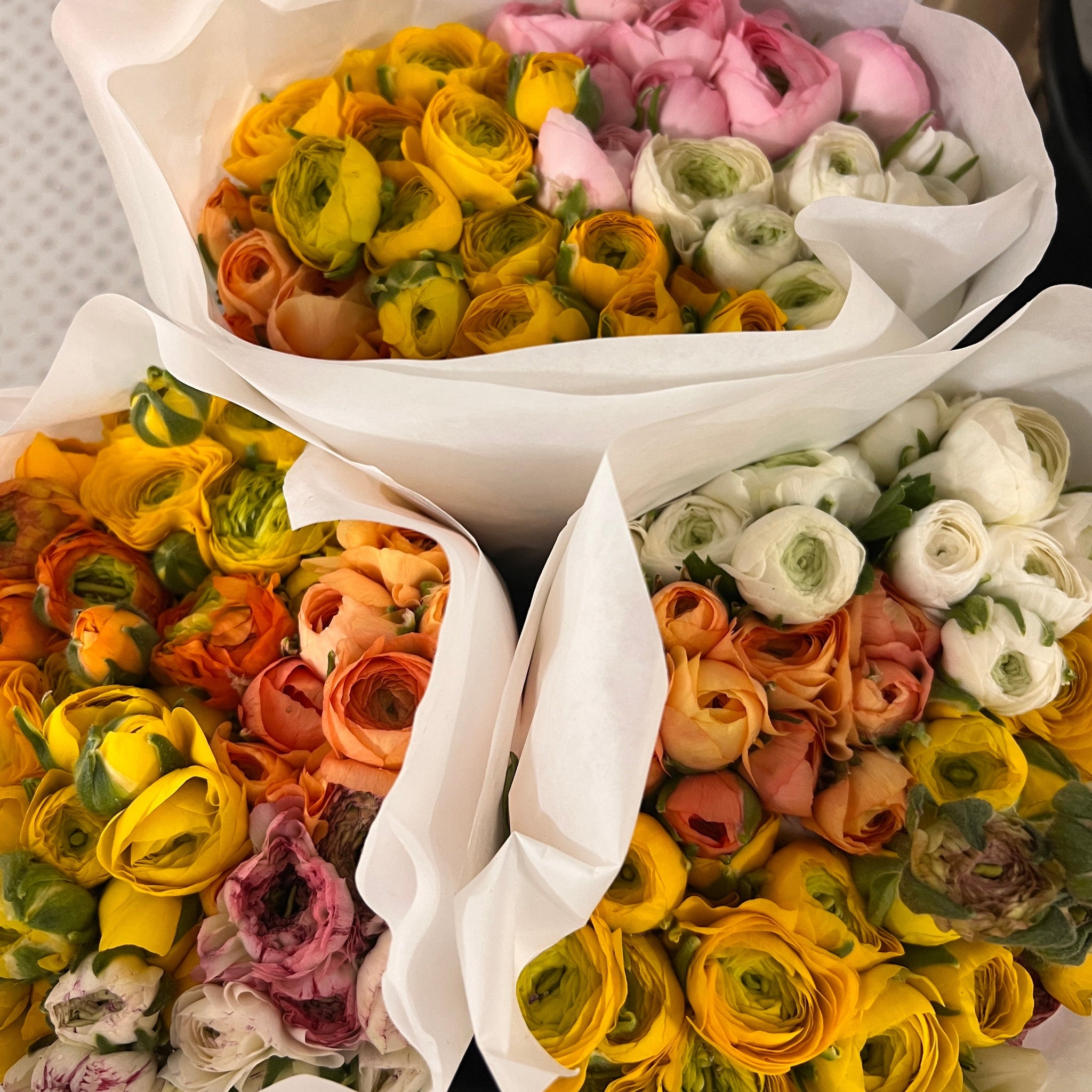 Posy Ranunculus - Rainbow Brights Mix 30 stems