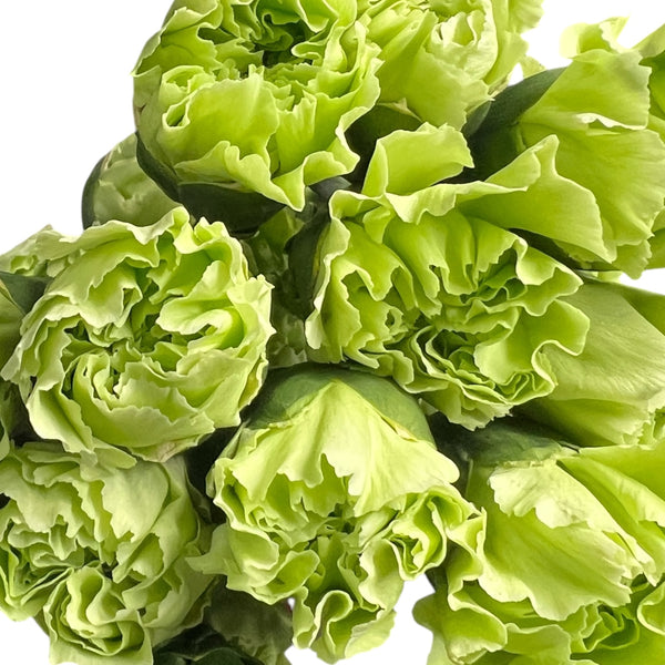 IMPORT - Standard Carnation - Green Shot 20 stems