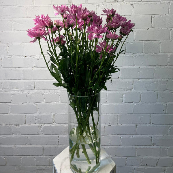 Bouquet-ready pink Chrysanthemum Baltica variety, UK-grown wholesale flowers with long-lasting vase life