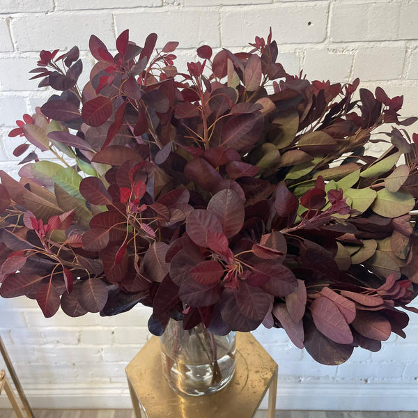 IMPORT - Cotinus Royal Purple 60cm Bunch