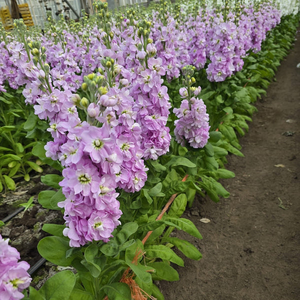 Scented Stocks-Standard Grade-10 stems-Pink