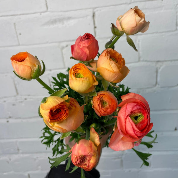 Ranunculus AUTUMN - Bunch of 10 stems CORAL