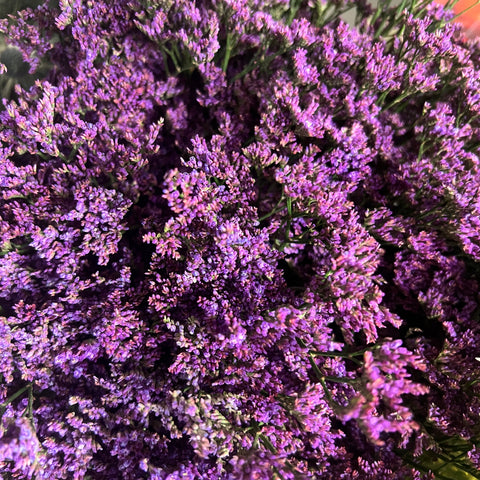IMPORT(KE) Limonium Purple -25 stems