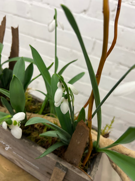 Snowdrops 9cm pot