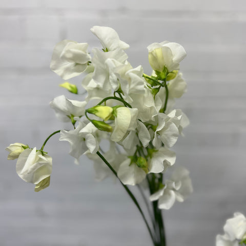 Sweet Peas - White 12 stems