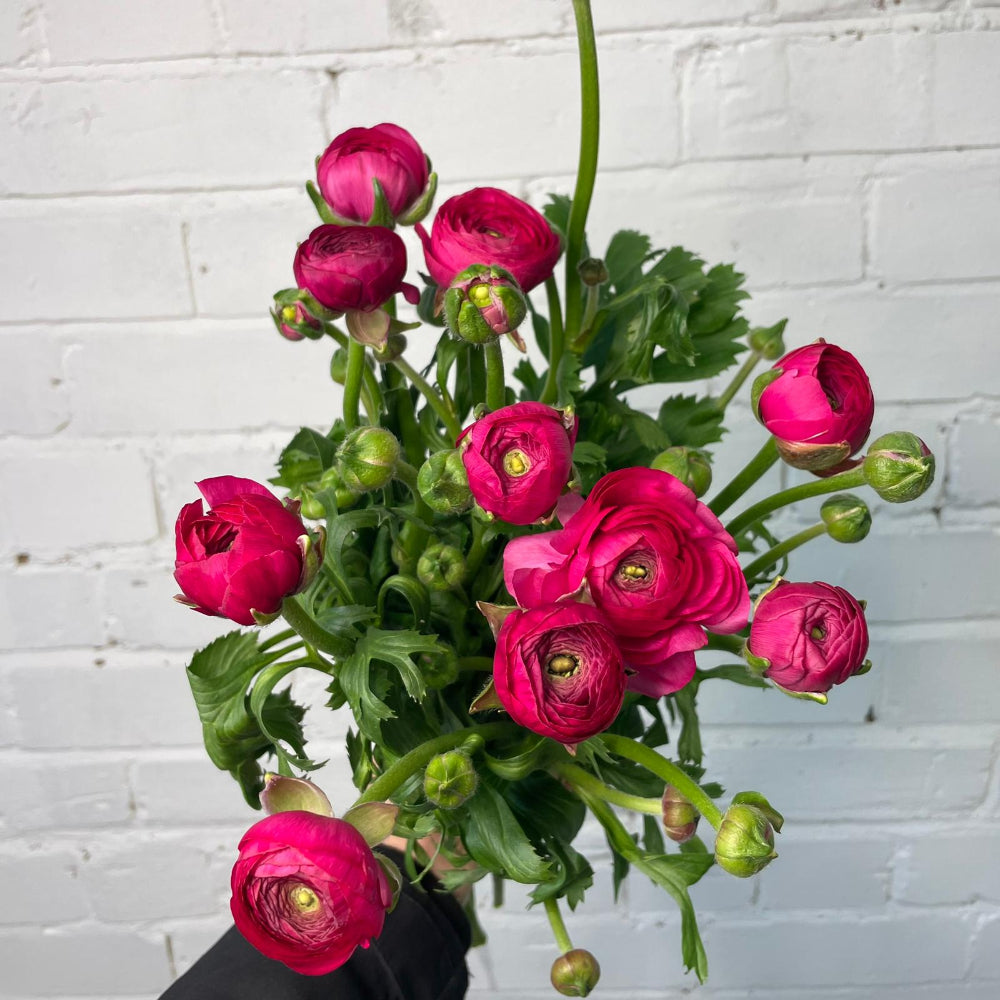 Ranunculus 40cm -Cerise- Bunch of 10 stems