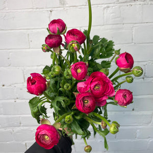 Ranunculus 40cm -Cerise- Bunch of 10 stems