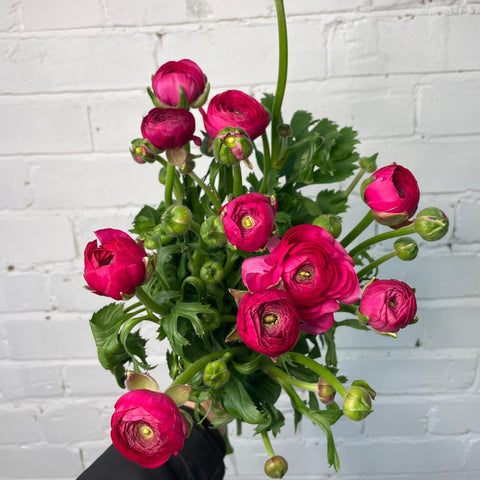Ranunculus 40cm -Cerise- Bunch of 10 stems