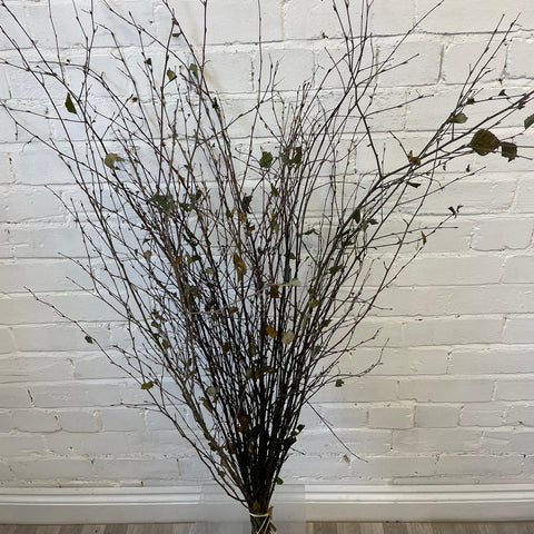 British Birch Bundle of 25 stems - Natural