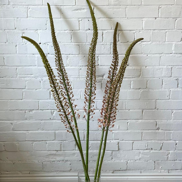 Eremurus PREMIUM - Foxtail - 5 stems