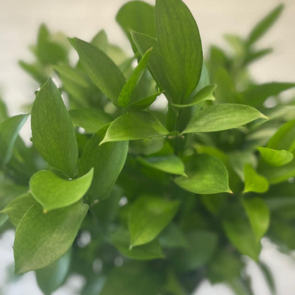 IMPORT - Hard Ruscus 60cm x 50 stems