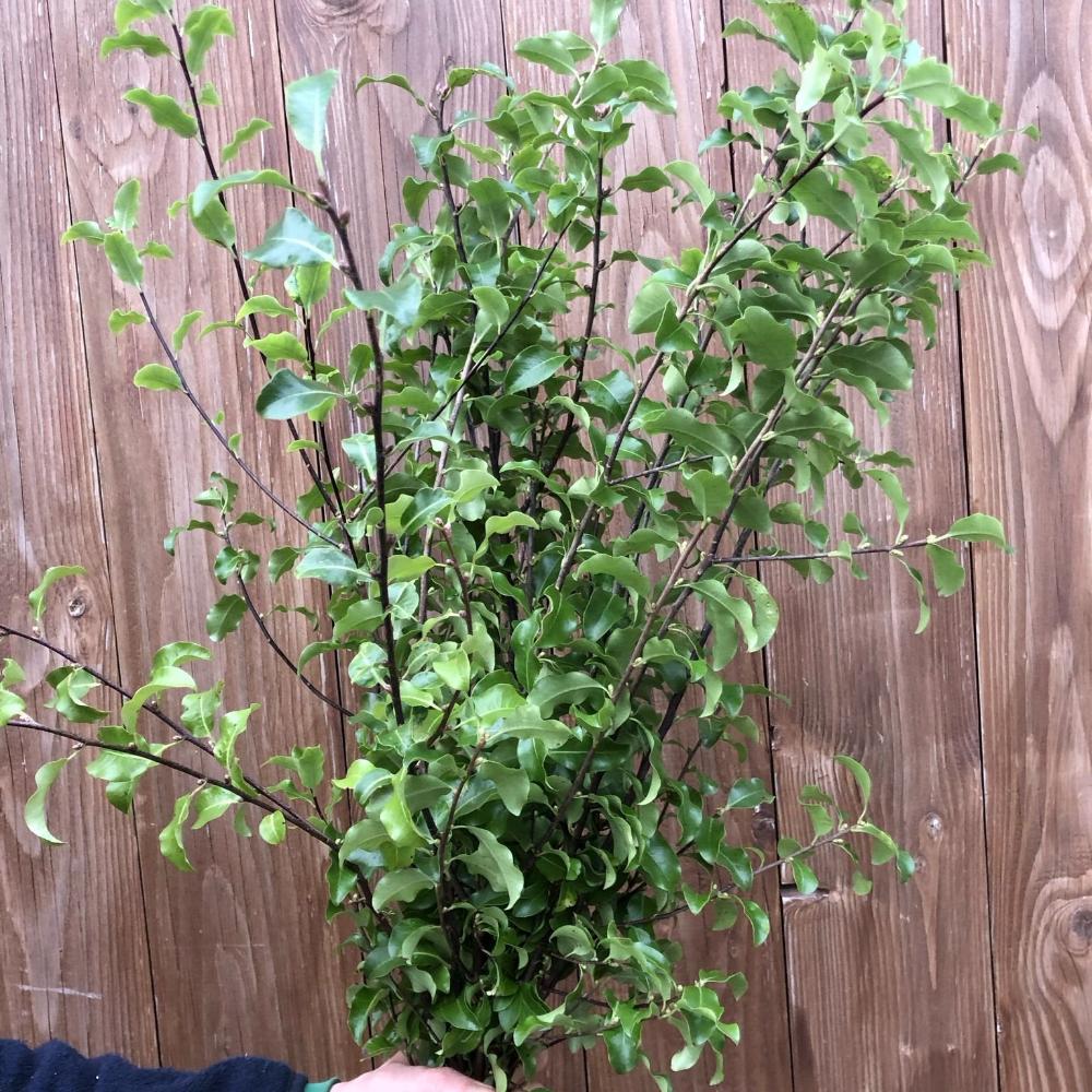 FOLIAGE Cornish MIXED BOX Pitto/E. Parvi 20 bunches British Flowers