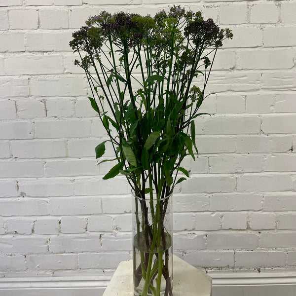Trachelium- Bunch of 10 stems