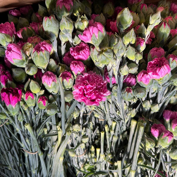 Scented Pinks - Bundle of c100 stems