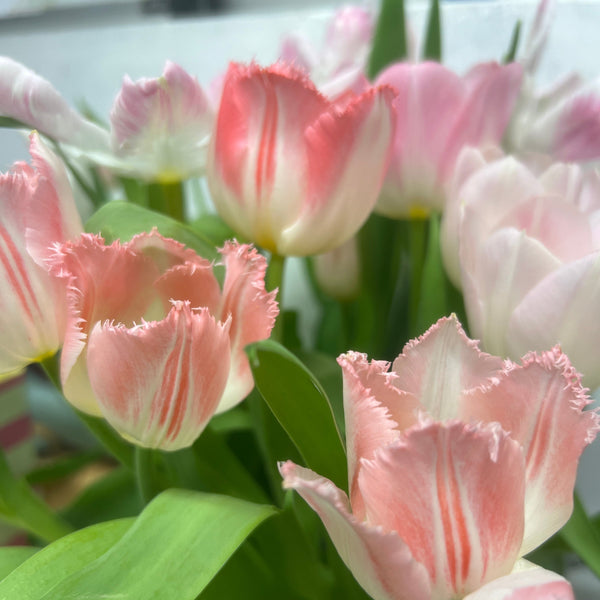 Tulip - Frilled Lingerie - Bundle of 50 stems