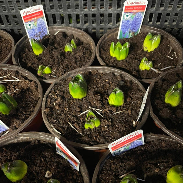 PLANT - BLUE Hyacinth 13cm pot/ 3 per pot/ONE POT