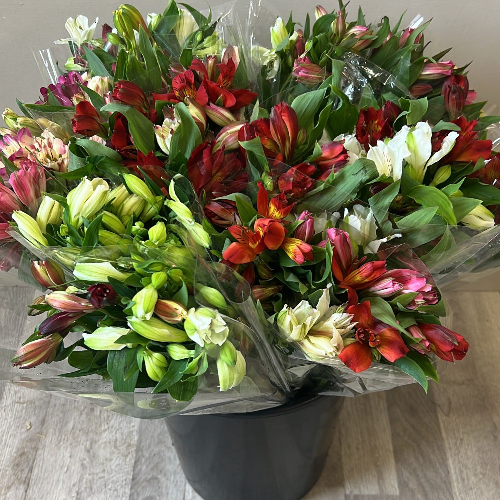 FARM SHOP FLOWERS Alstro POSY Bunches x 6 British Flowers direct by