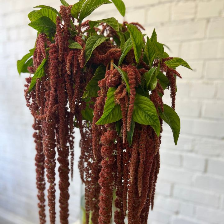 lincolnshire trailing amaranthus online
