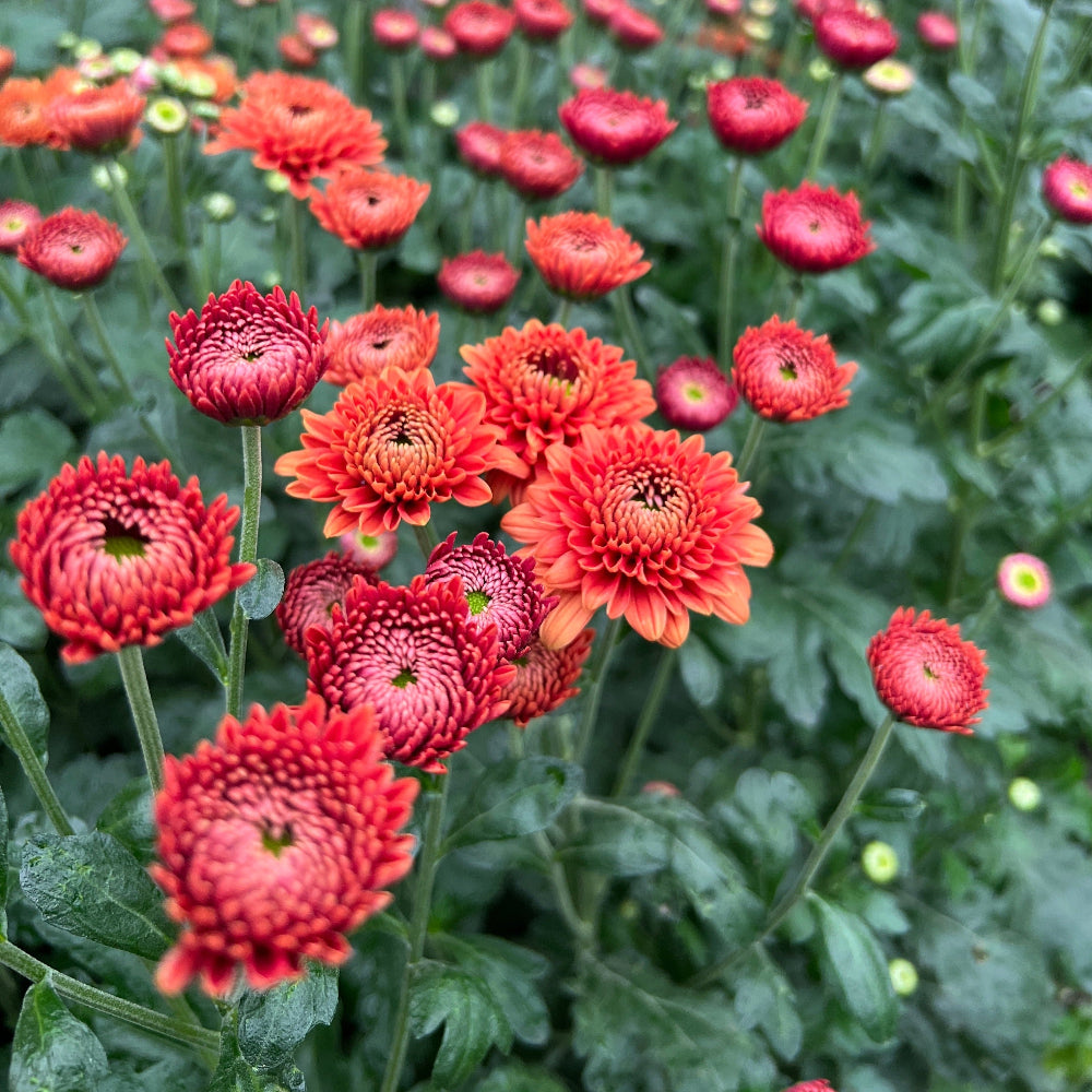 British grown red chrysanthemum flowers