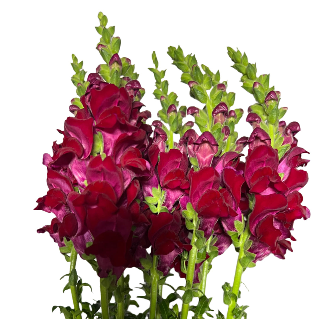 Antirrhinum - Cherry red - 10 stems