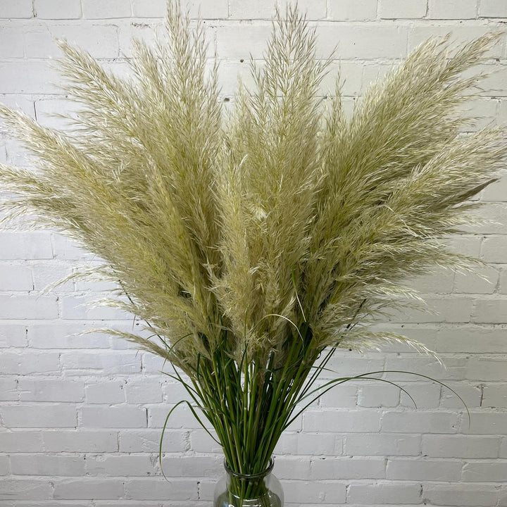 Pampas Grass - Cortaderia Alba - 5 stems  ** GORGEOUS &amp; FLUFFY **