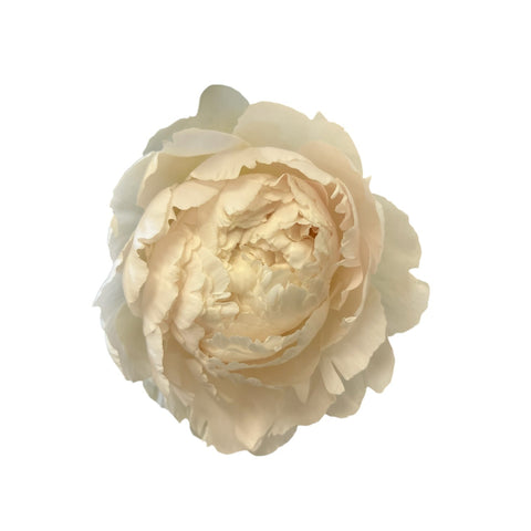 Peony -Bowl of Cream -10 stems