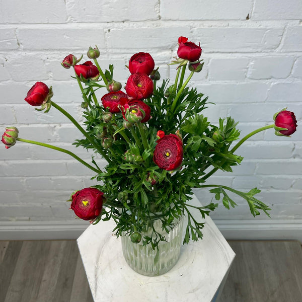Ranunculus AUTUMN - Bunch of 10 stems RED