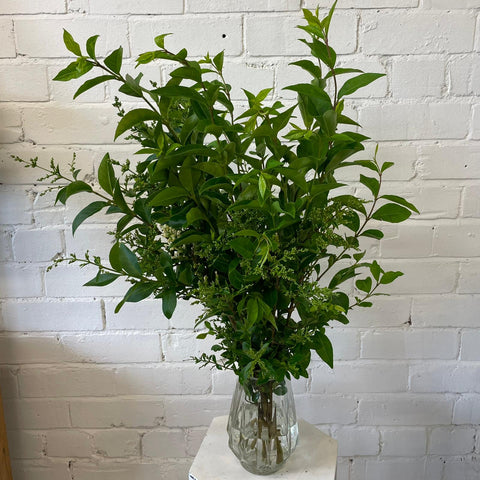 Foliage - Green Privet Cornish