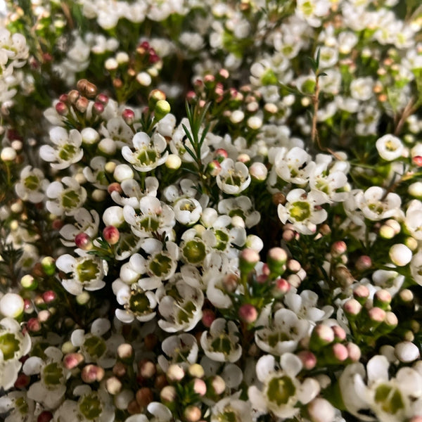 white waxflower import wholesale